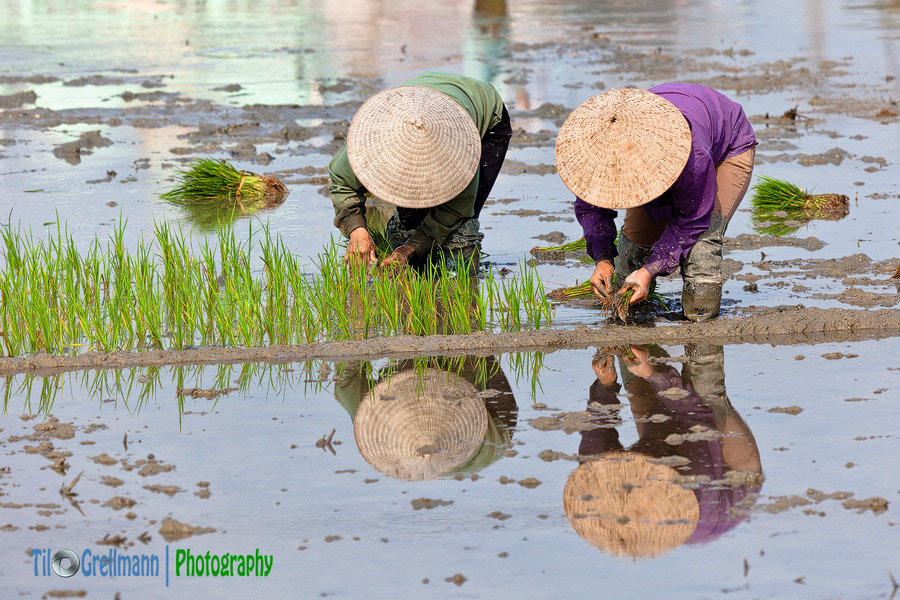 Two Women in the Rice Field