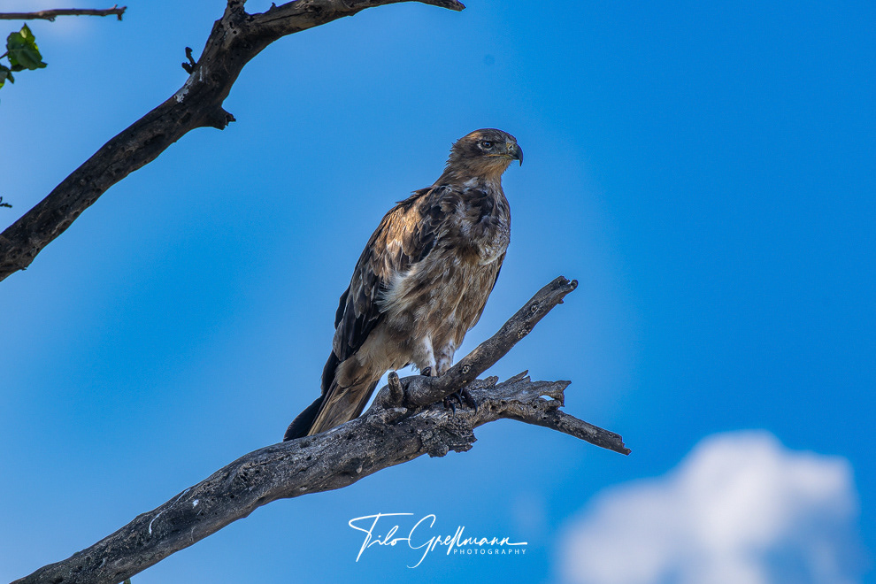 Common Buzzard (Mäusebussard)