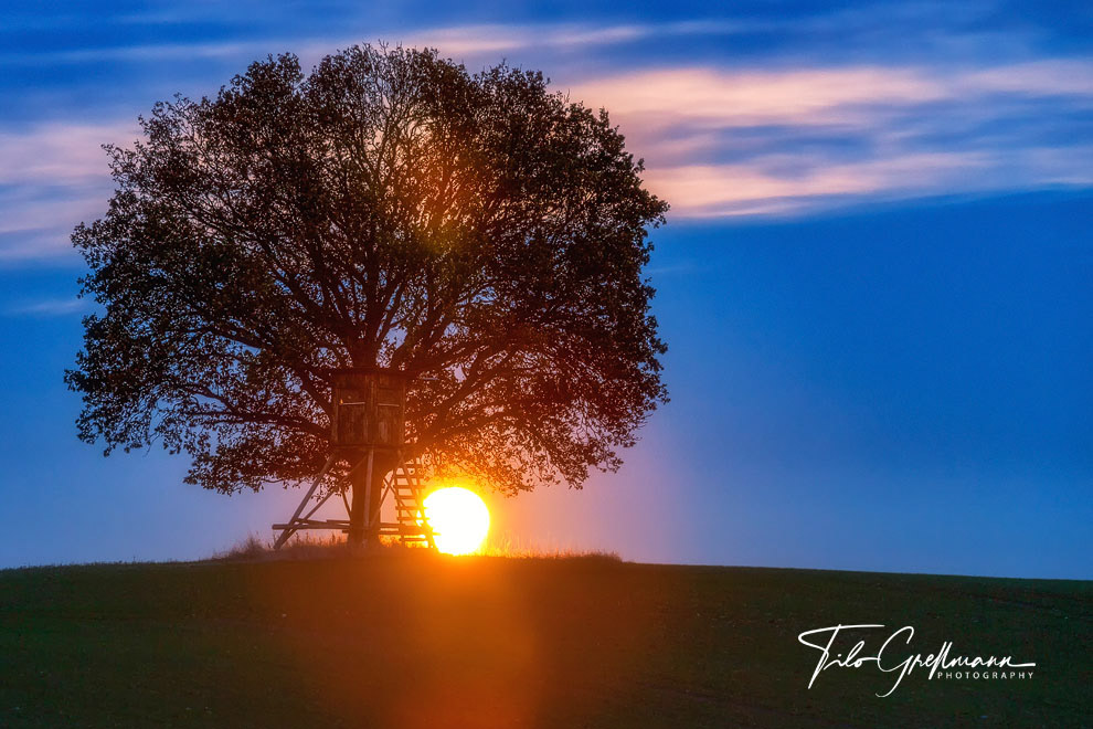 Lonely tree in the Uckermark