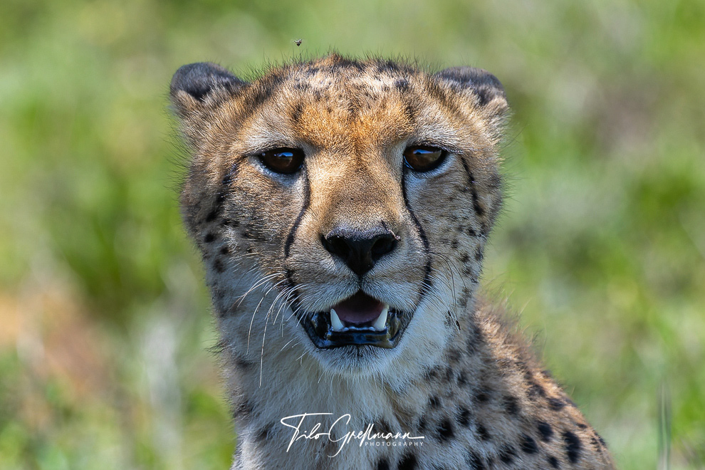 Cheetah in Tanzania