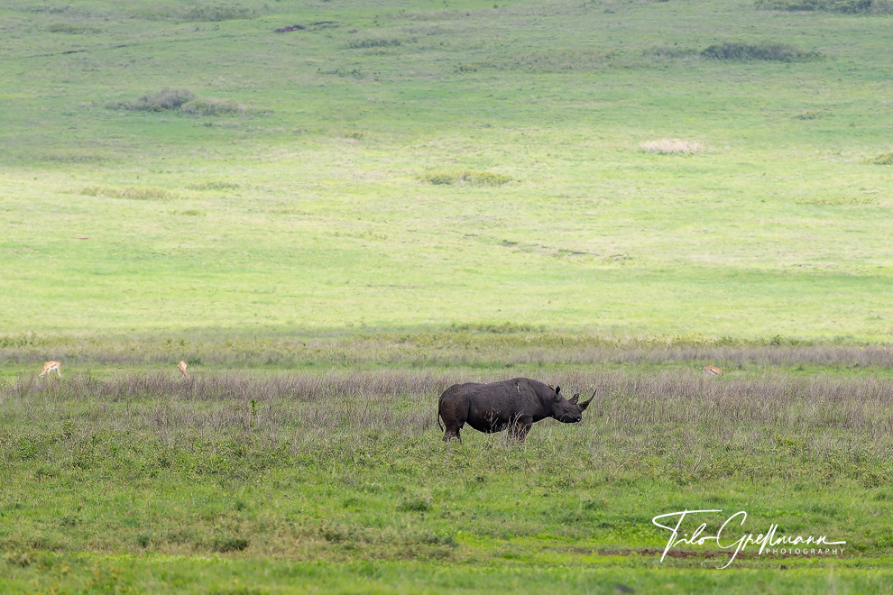 Ngorongoro Crater