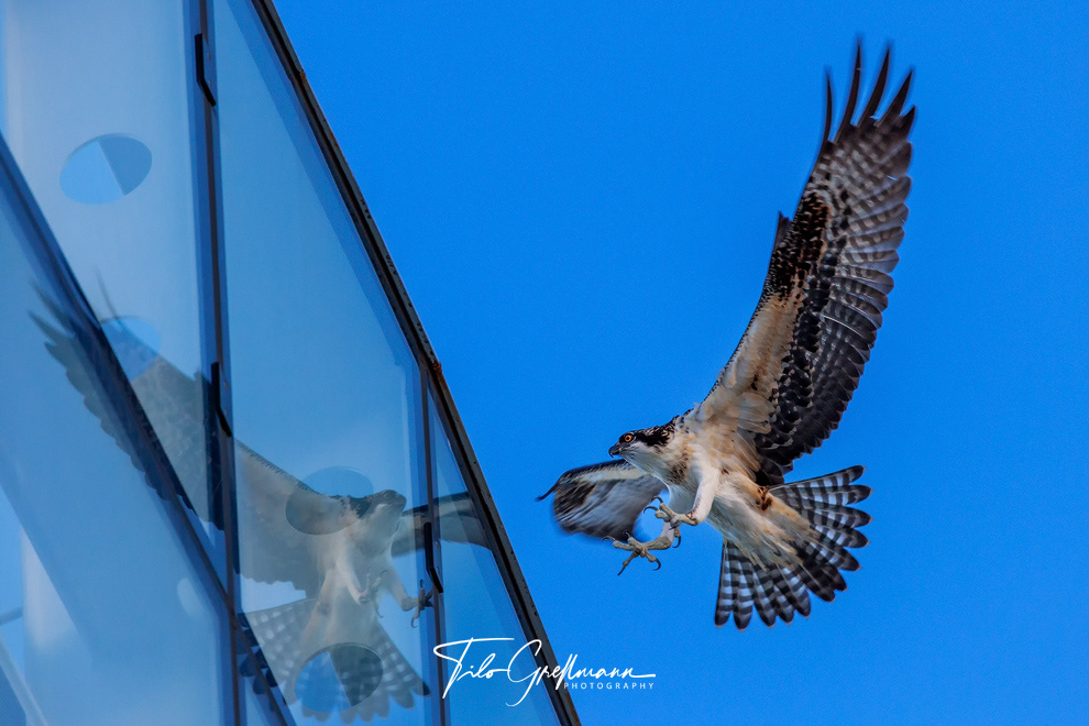 Osprey (Fischadler) in Florida