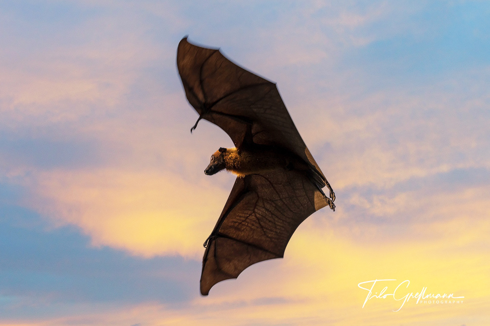 Flughund - flying fox in the Maldives