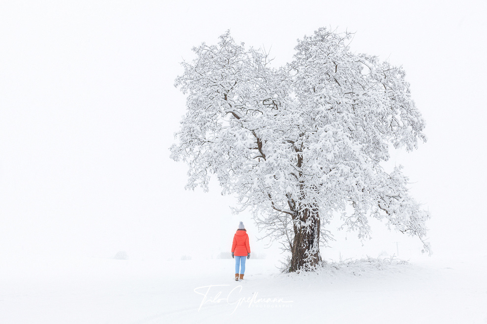 Single tree in snow and fog