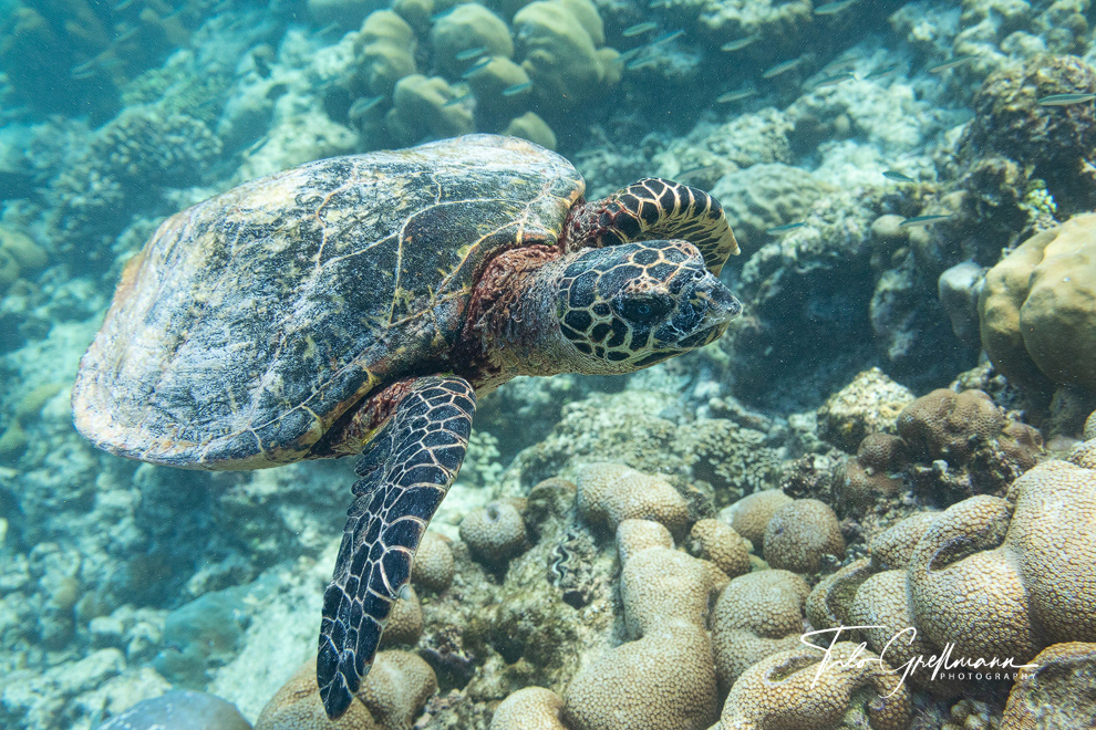 Echte Karettschildkröte - Hawksbill sea turtle