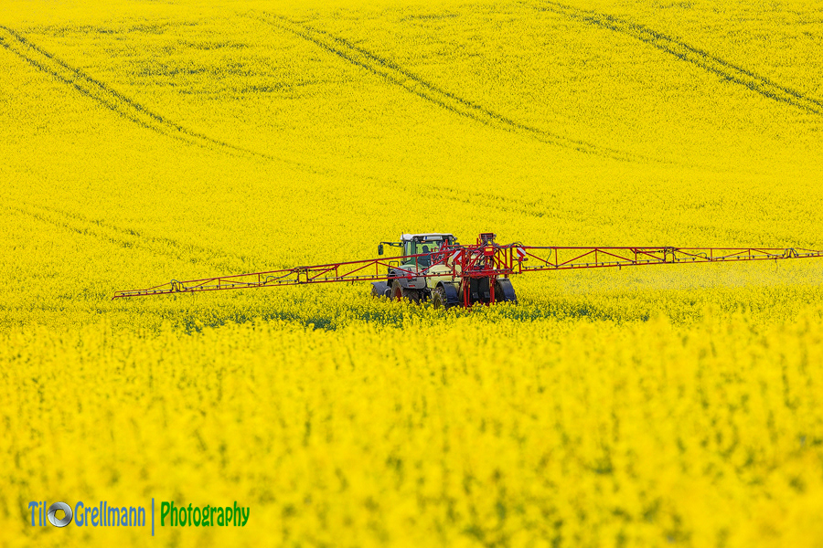 tractor in a rapeseed field