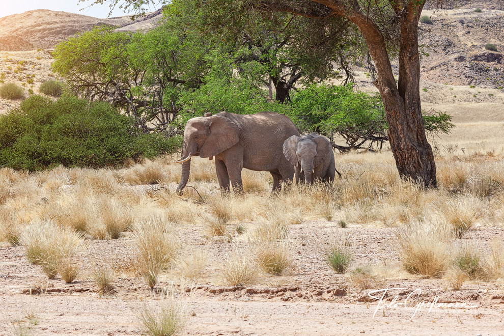 desert elephants in Namibia