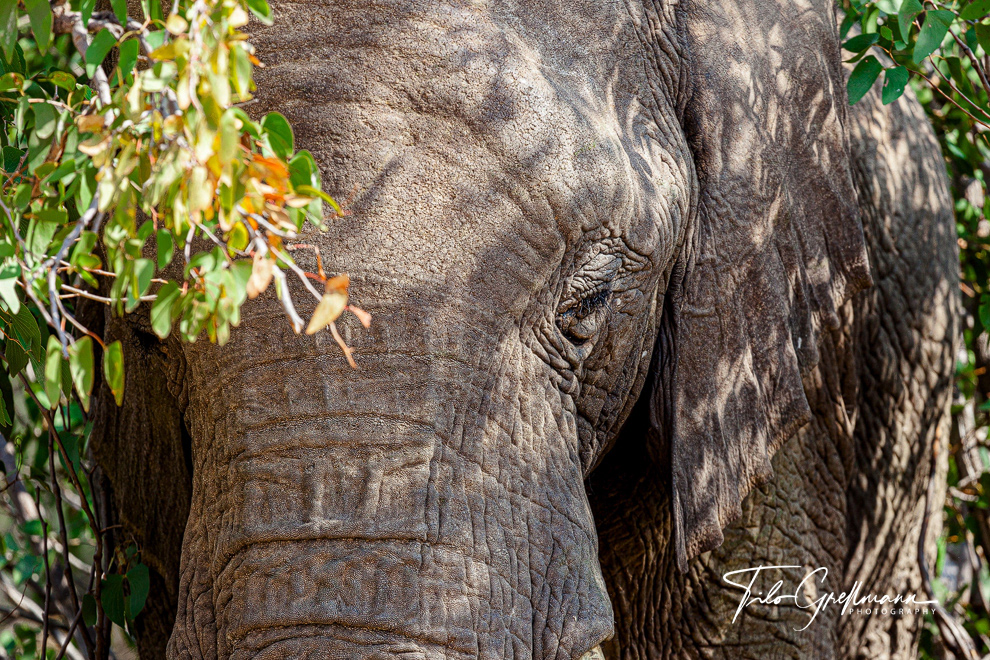 Portrait of a desert elephant in Namibia