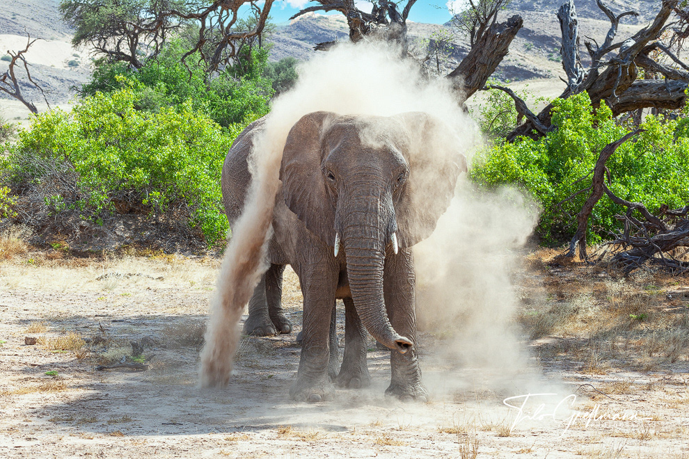 desert elephants in Namibia