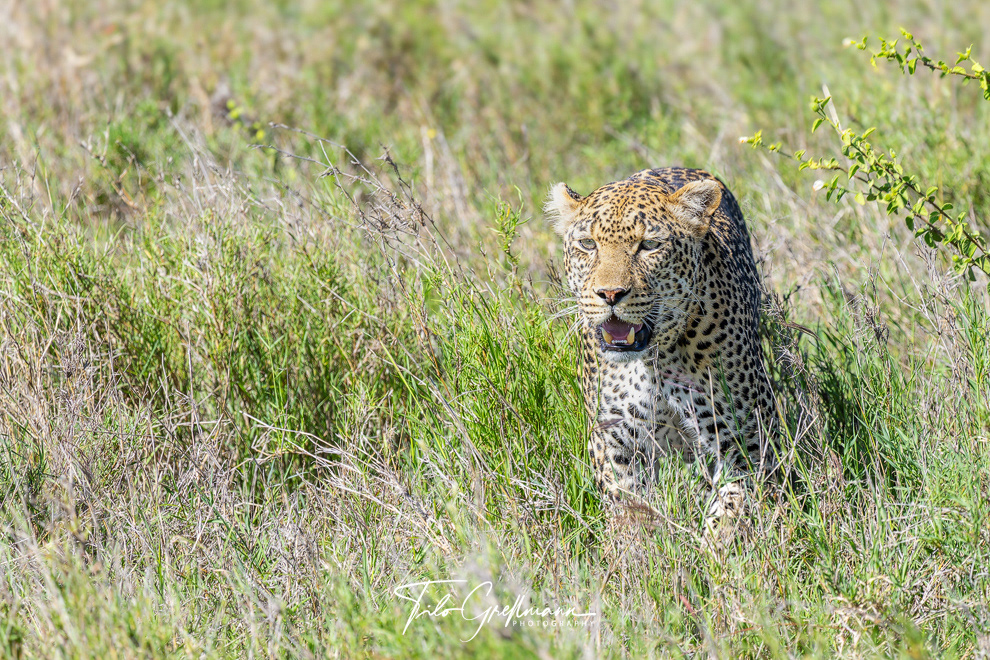 Leopard in the Serengeti