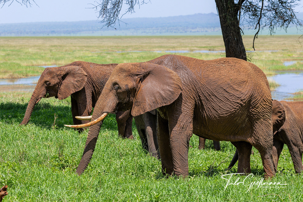 Tarangire National Park