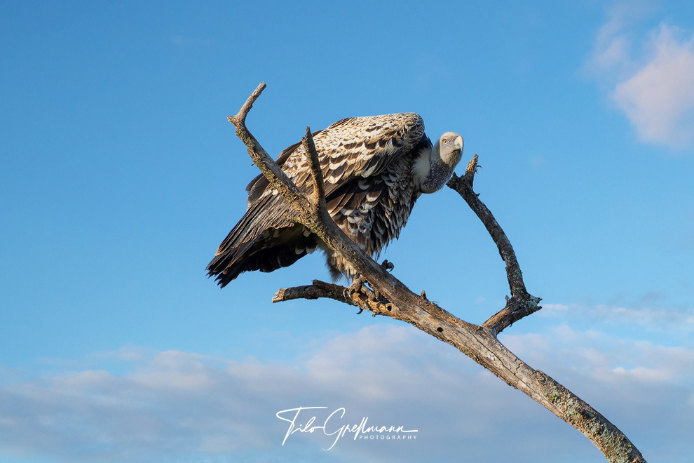 Griffon Vulture (Gänsegeier)