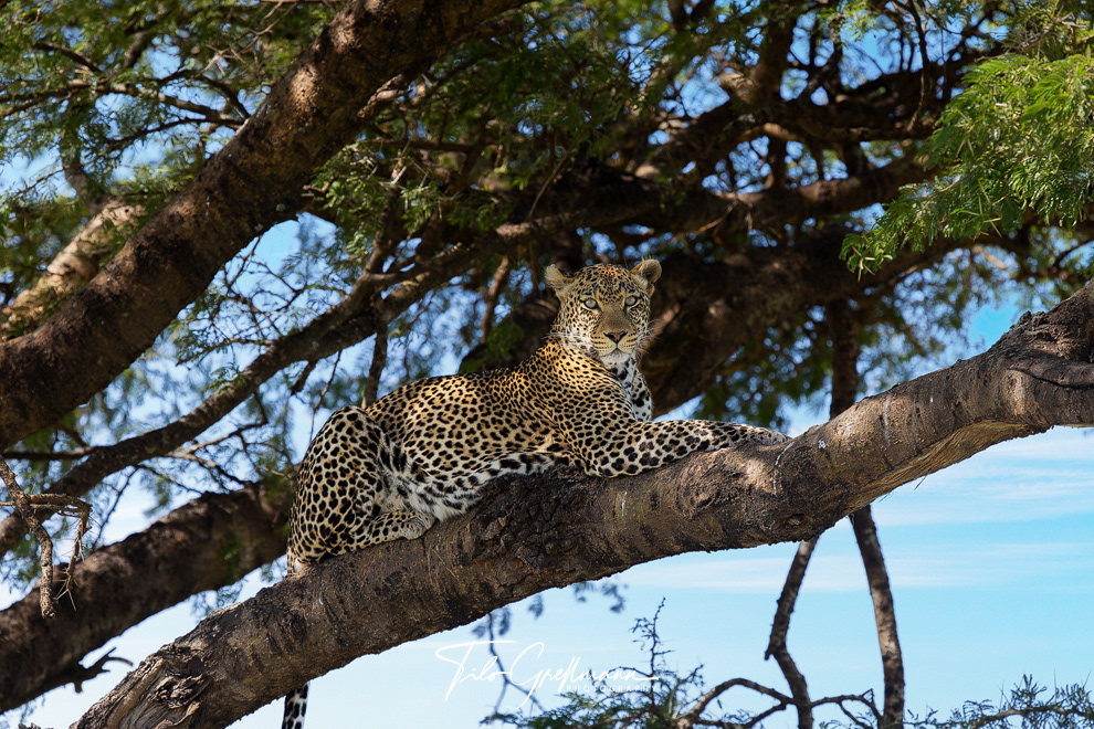 Leopard in the Serengeti