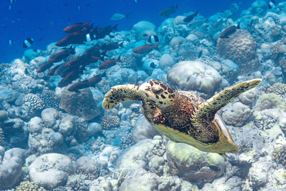 Hawksbill sea turtle
