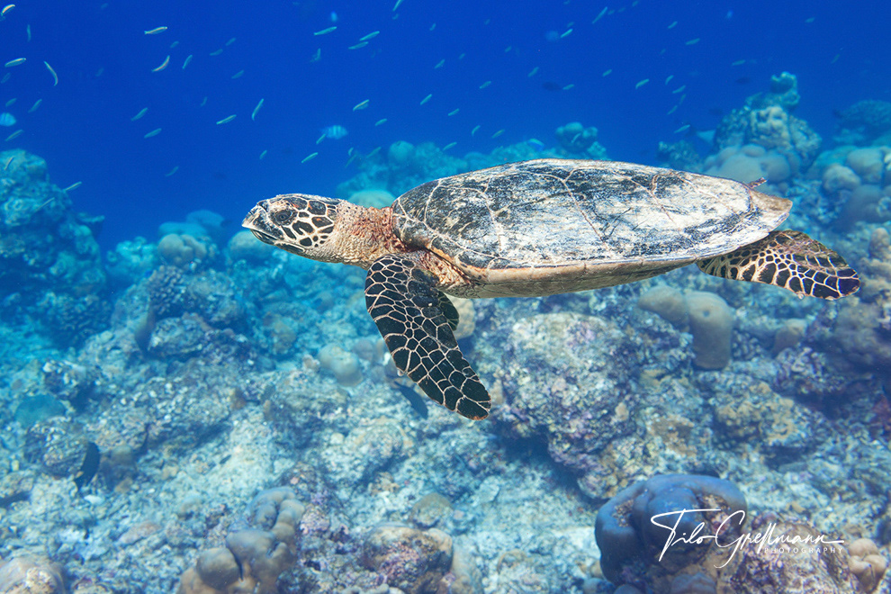 Hawksbill sea turtle