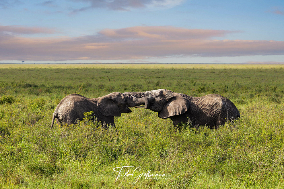 African elephants in the Serengeti