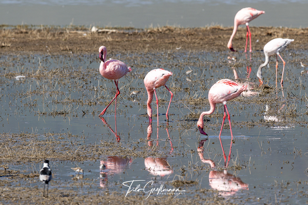 Flamingos in Ngorongoro National Park
