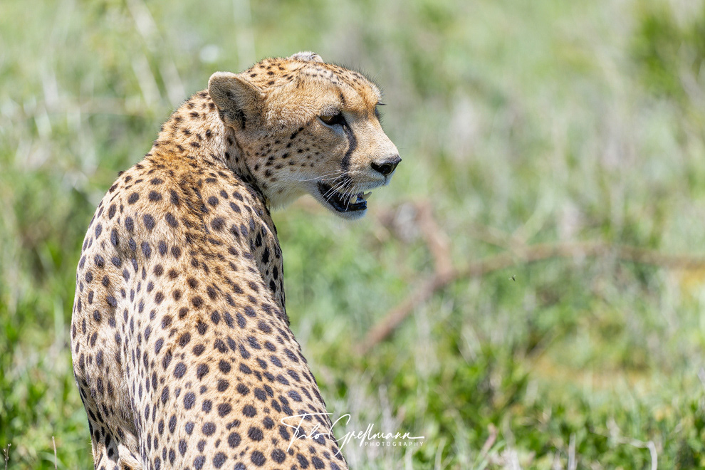 Cheetah in Tanzania