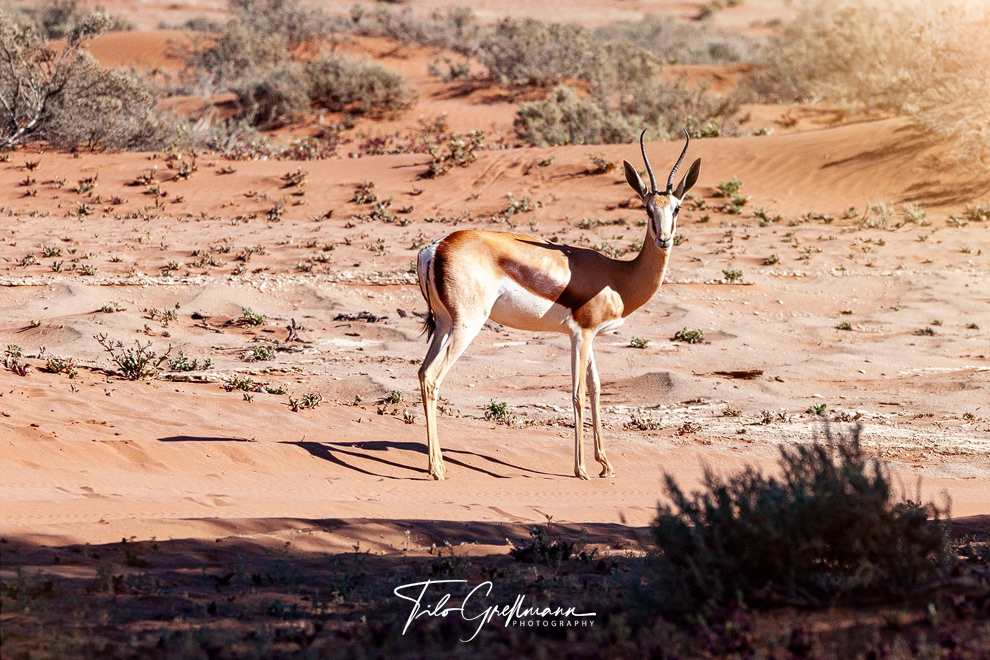 Springbok in Sossusvlei
