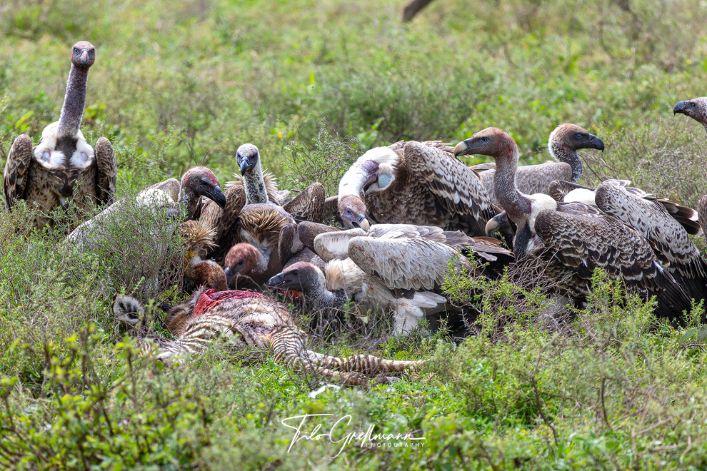 Vultures eat a zebra