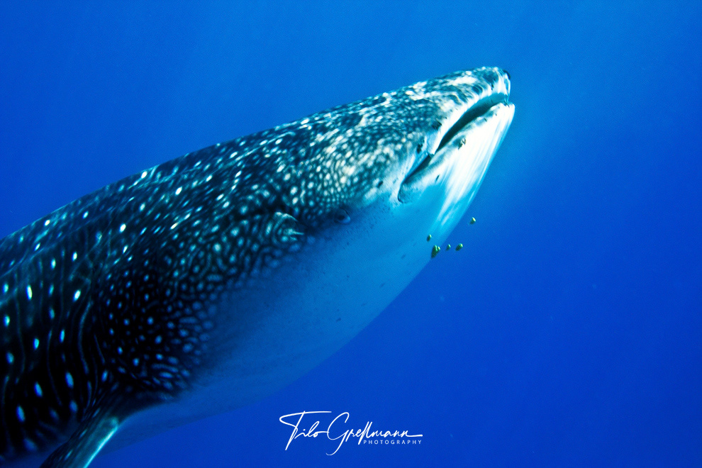 whale shark off the coast of the Seychelles