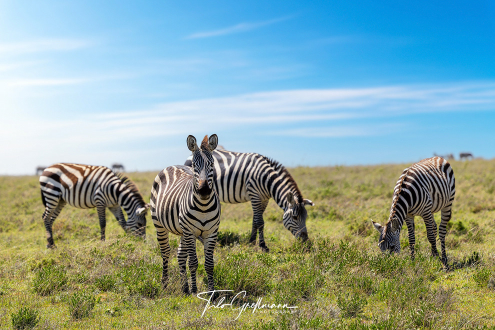 Zebras in the Serengeti