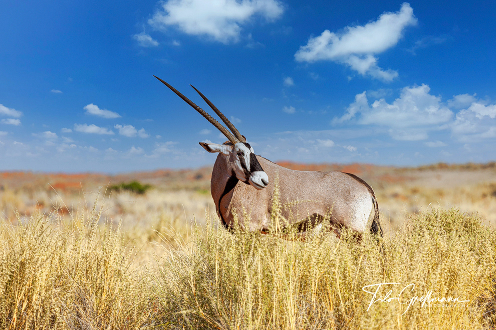 Oryx antelope in the NamibRand Nature Reserve