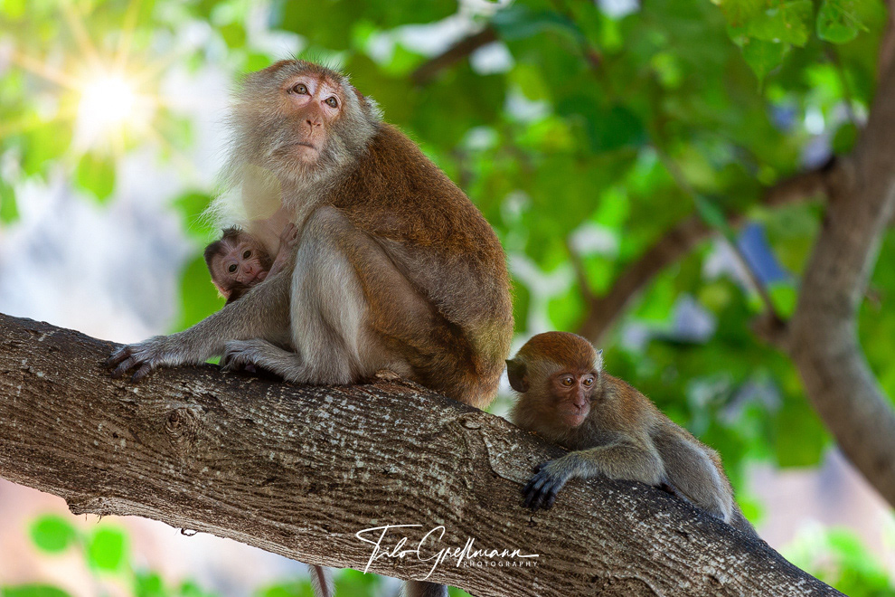 Macaque monkey with offspring