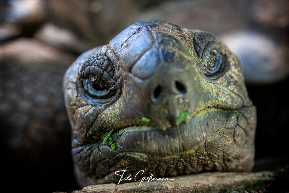 giant tortoise in the Seychelles