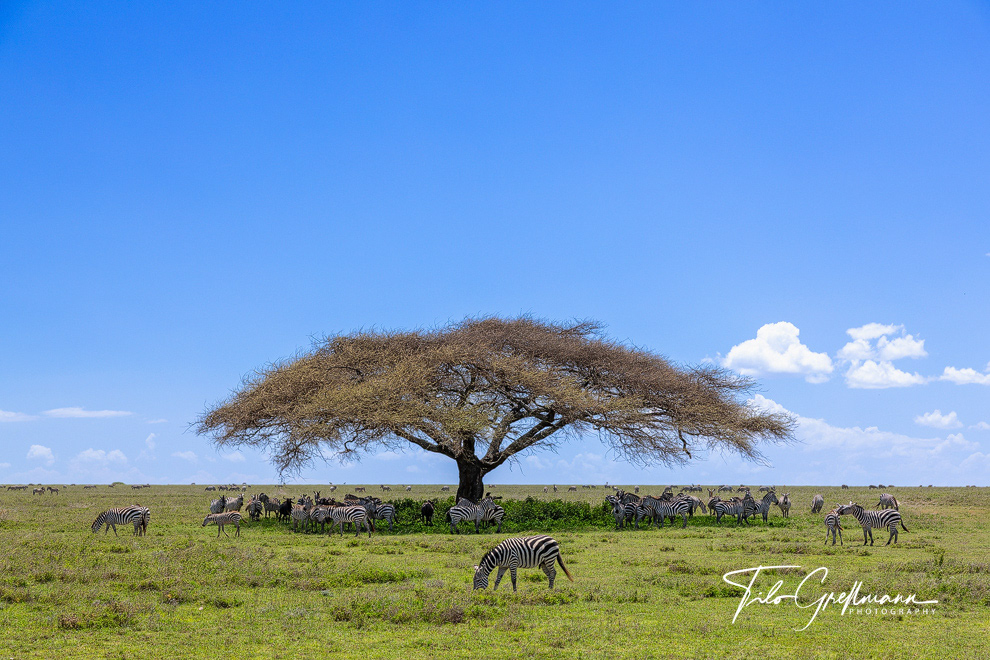 Zebra herd under an umbrella acacia