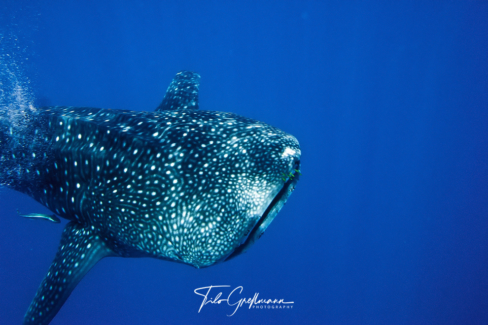 Walhai vor den Seychellen