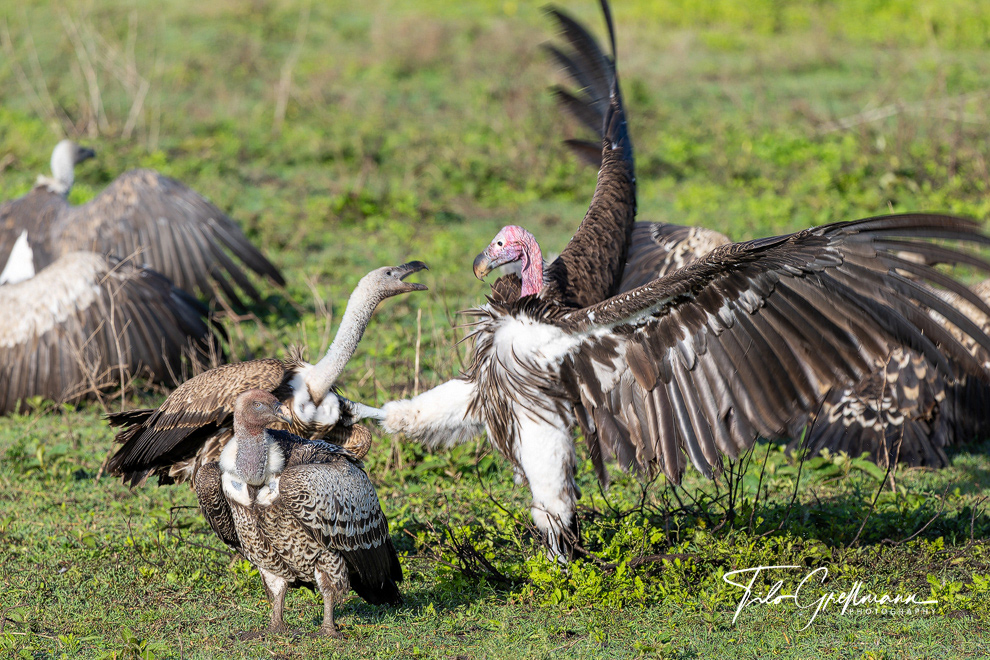Vultures in the Serengeti