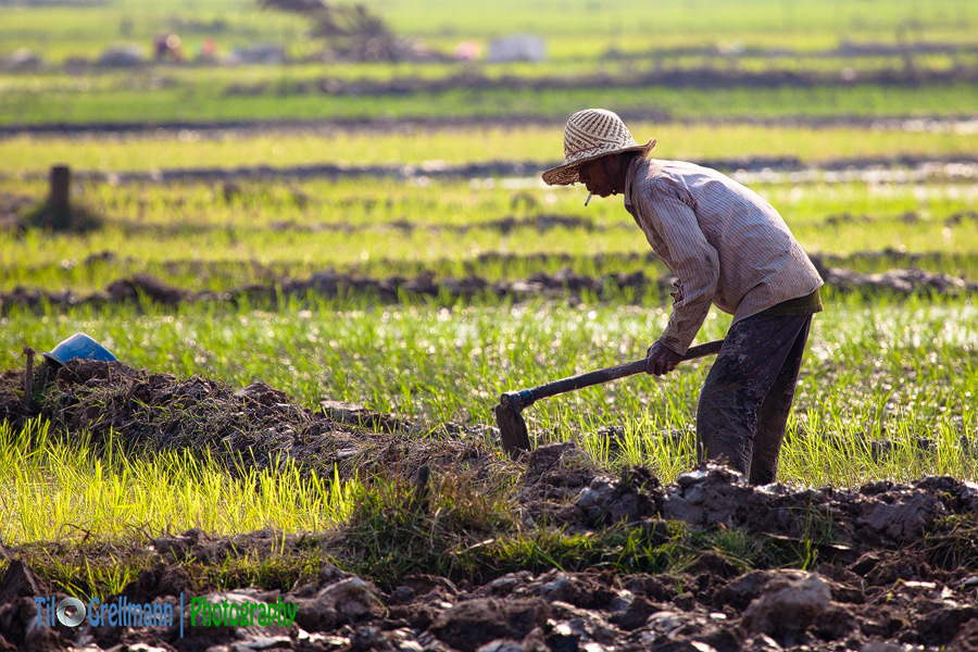 Rice farmers in Cambodia