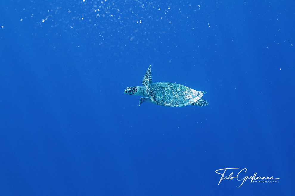 Hawksbill sea turtle