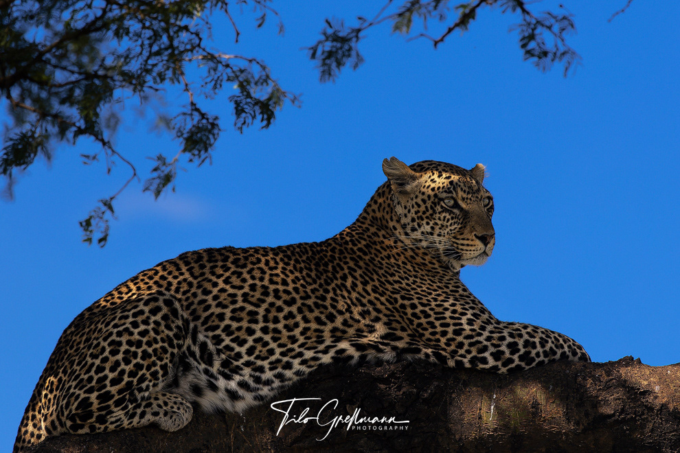 Leopard in Tanzania