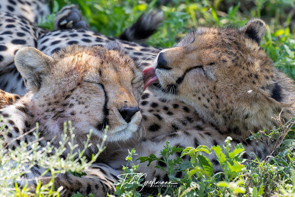 Cheetahs in the Ndutu