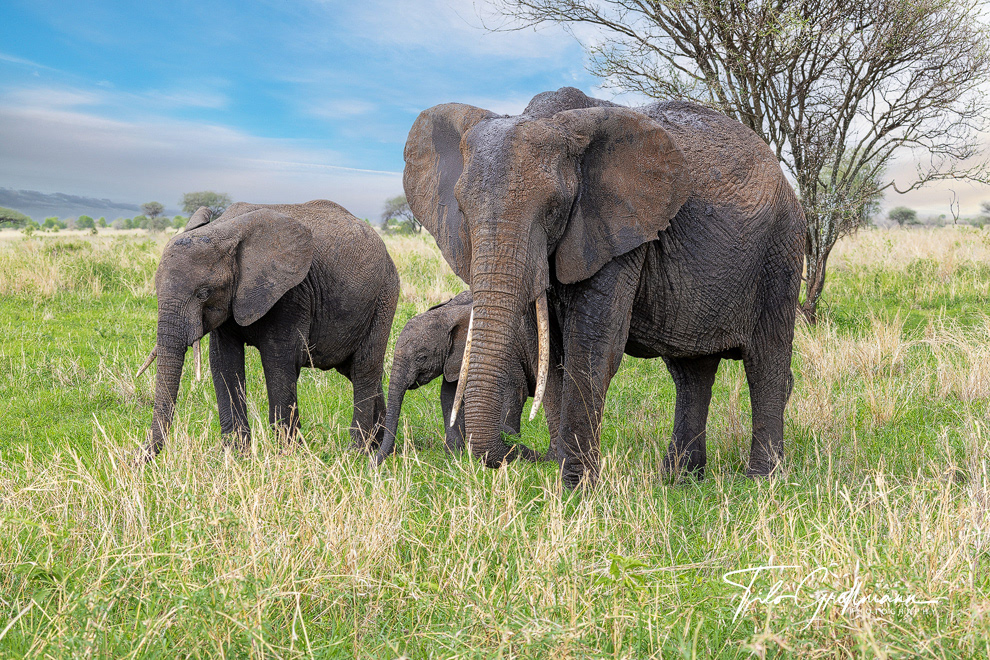African elephant in Tanzania