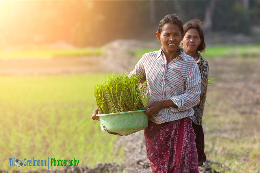 Rice farmers in Cambodia
