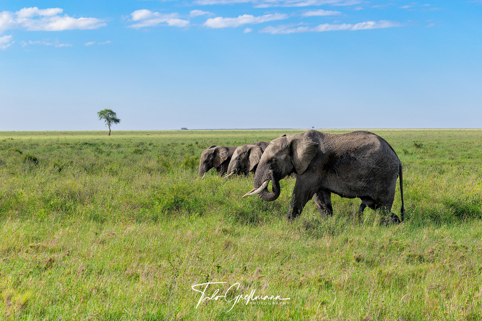 African elephants in the Serengeti