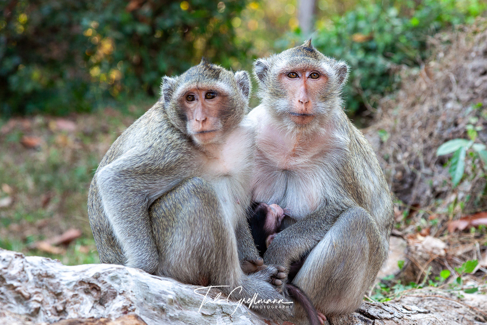 macaque family in Cambodia