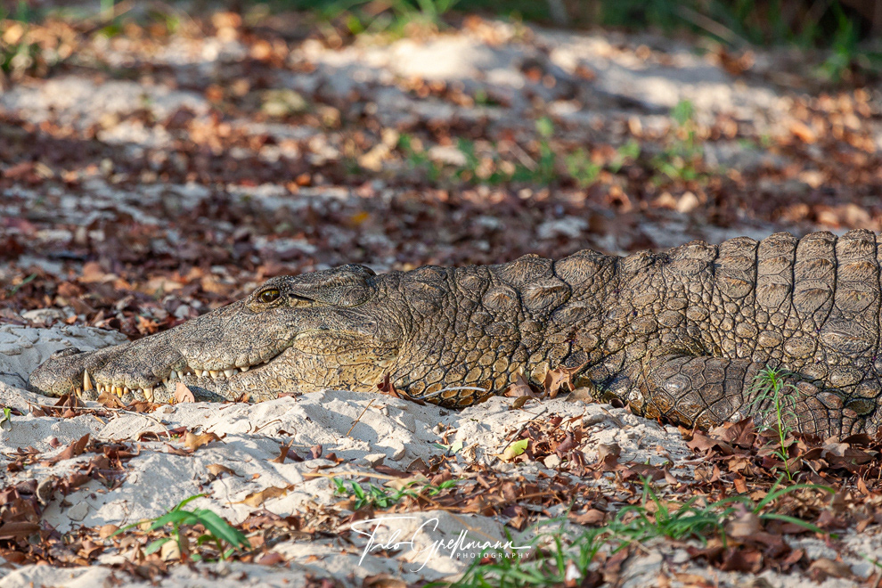 Crocodile on the Zambezi River in Zimbabwe