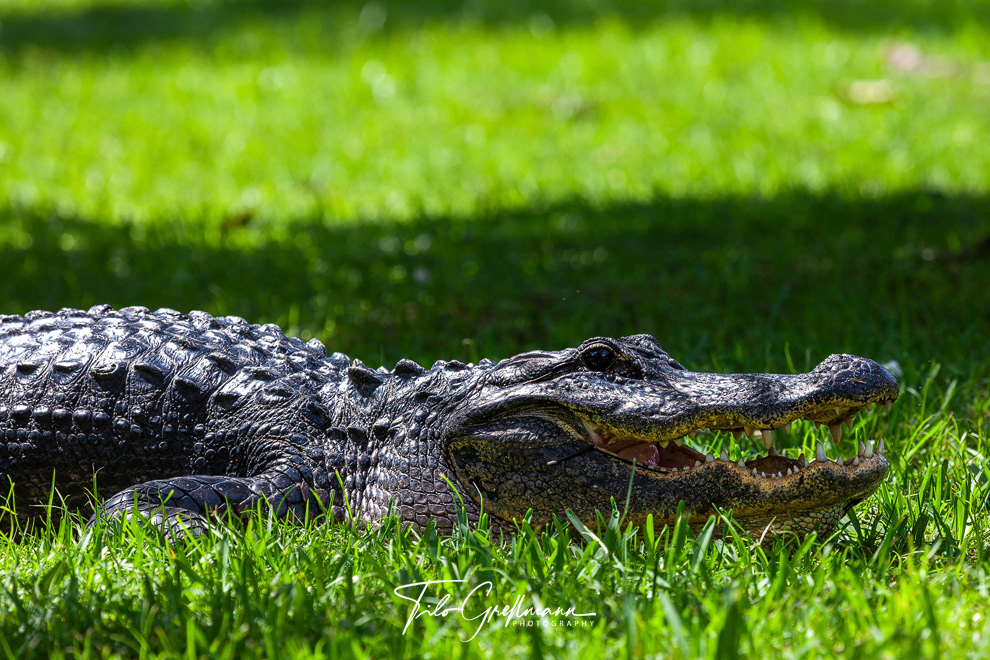 Alligator in Florida
