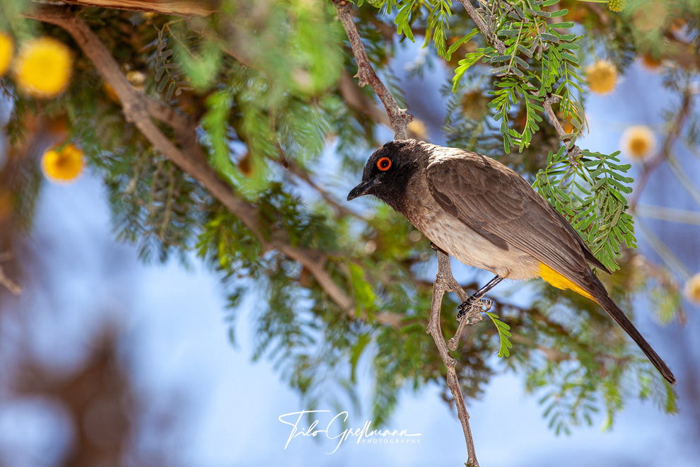 Masken-Bülbül - masked bulbul