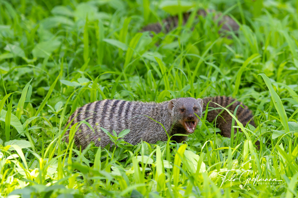 Tarangire National Park