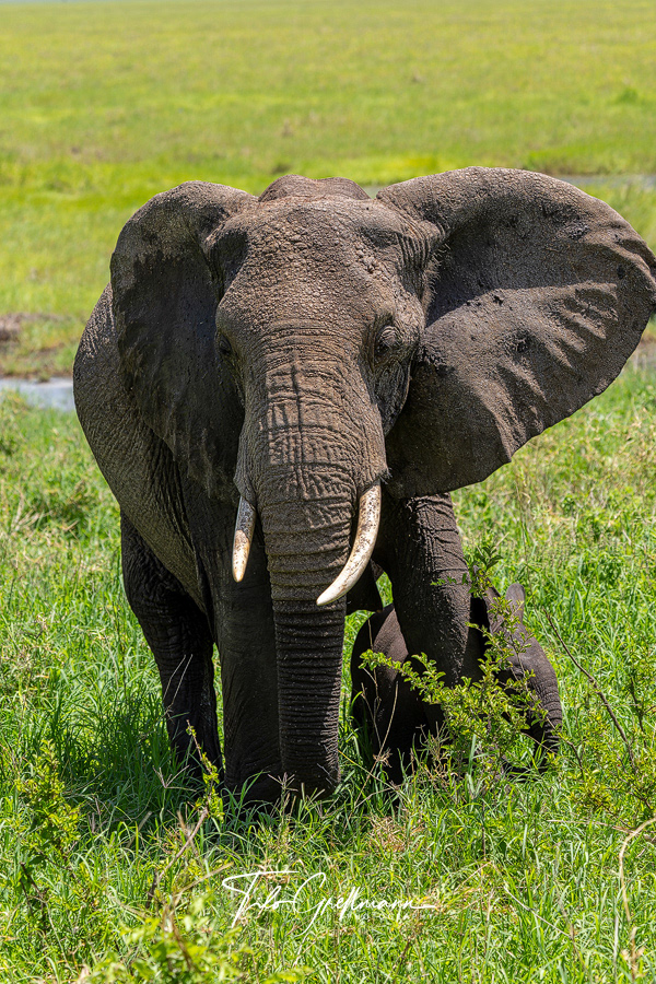 African elephant