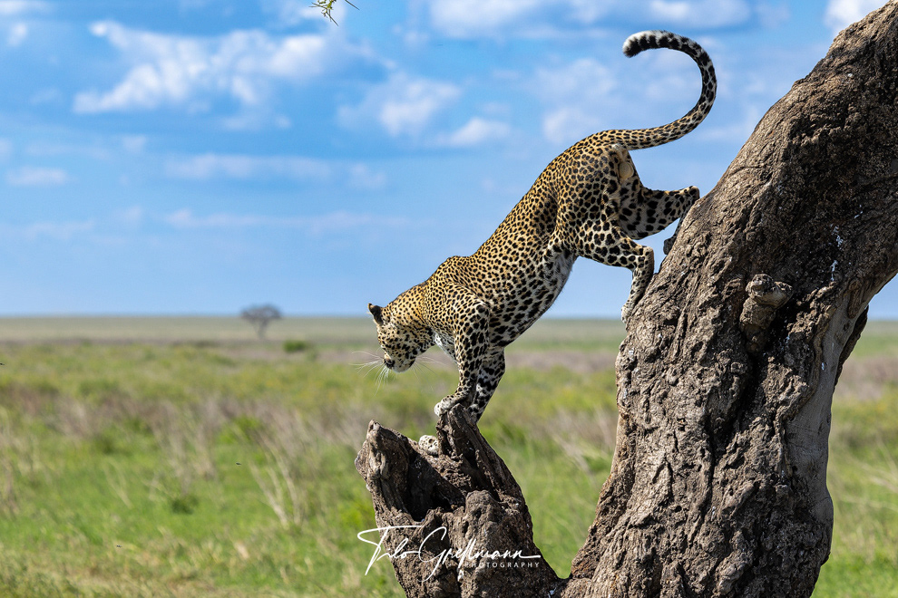 Leopard in the Serengeti