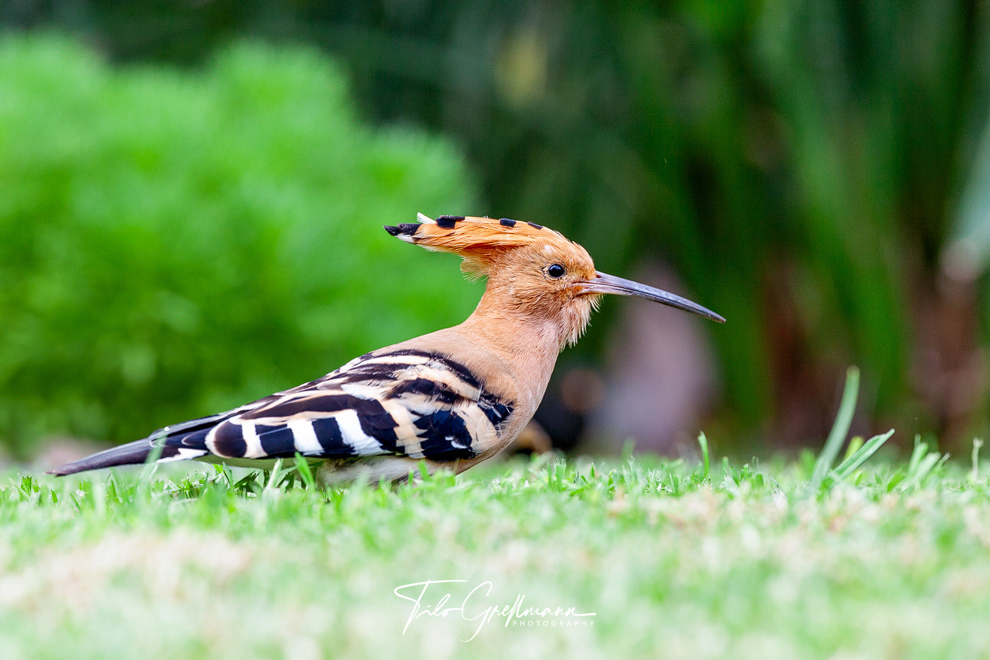 Wiedehopf auf Gran Canaria - Hoopoe