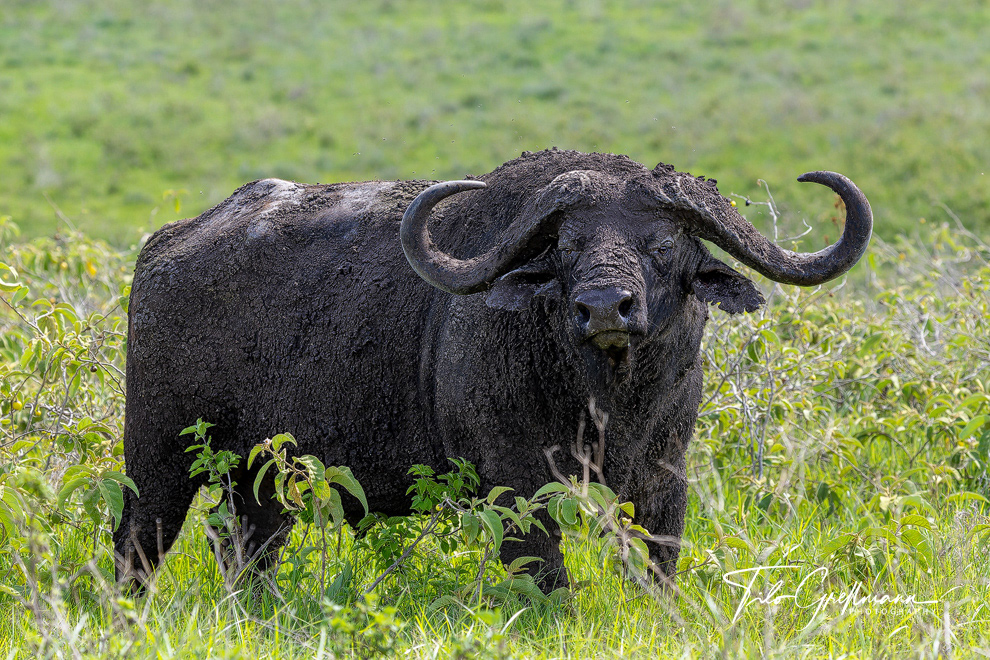 Cape buffalo in Africa
