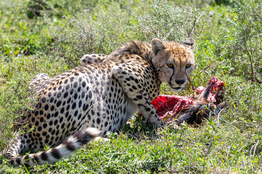 Cheetah feeding in the Serengeti