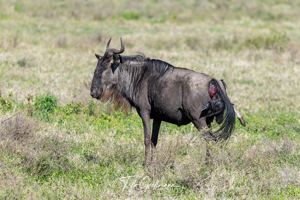 Wildebeest female giving birth
